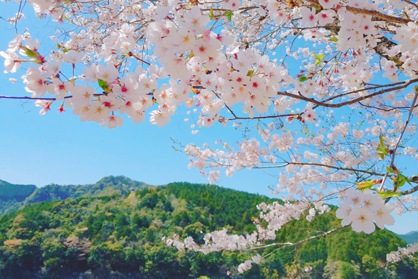 お花見はここで決まり！2024年おすすめのスポットまとめ