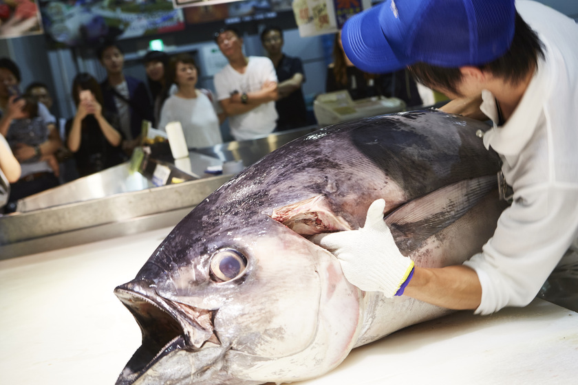 目が離せない！マグロの解体ショー